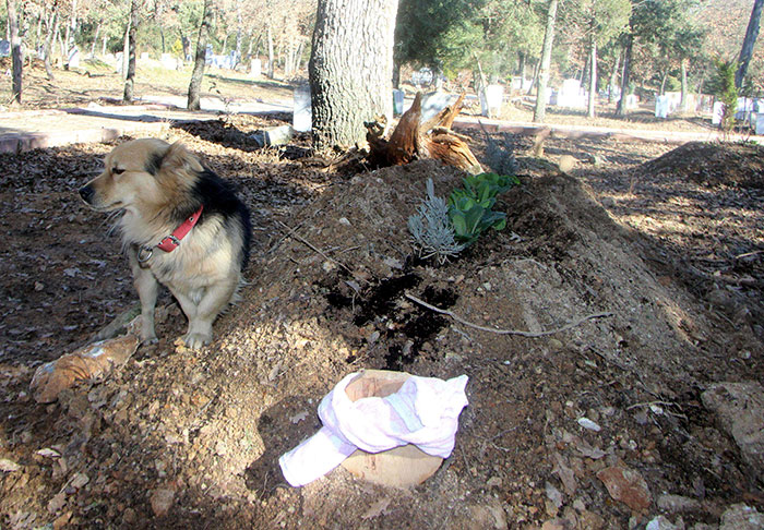 Heartbroken Dog Keeps Coming Back To His Best Friend's Grave Every Day