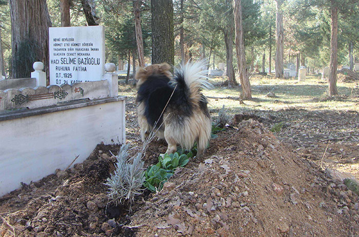 dog-visits-owner-grave-every-day-cesur-8