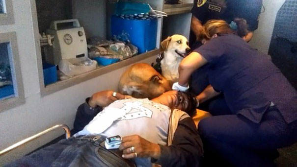 Dogs Jump Into Ambulance And Refuse To Leave Because They Want To Comfort Their Owner On Ride To Hospital
