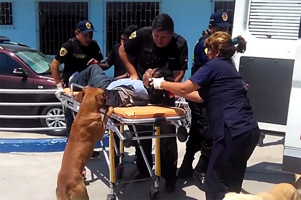 Dogs Jump Into Ambulance And Refuse To Leave Because They Want To Comfort Their Owner On Ride To Hospital