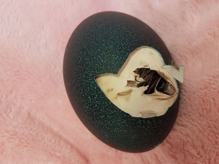 This Woman Bought An Egg On eBay For $30, Now She Has An Exotic Bird