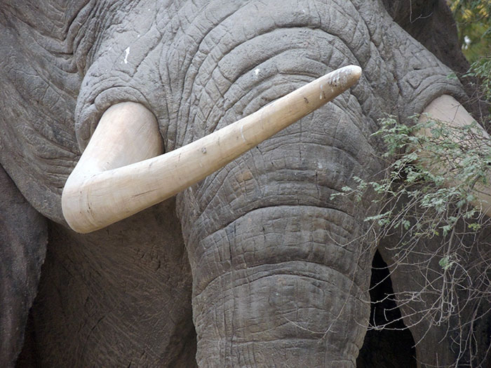 China Just Banned Ivory Sales, And That's Massive Step For The Protection Of Elephants Around The World