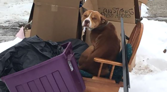 This Dog Was Left To Die In The Garbage After Family Moved Out, But He Kept On Waiting For Them
