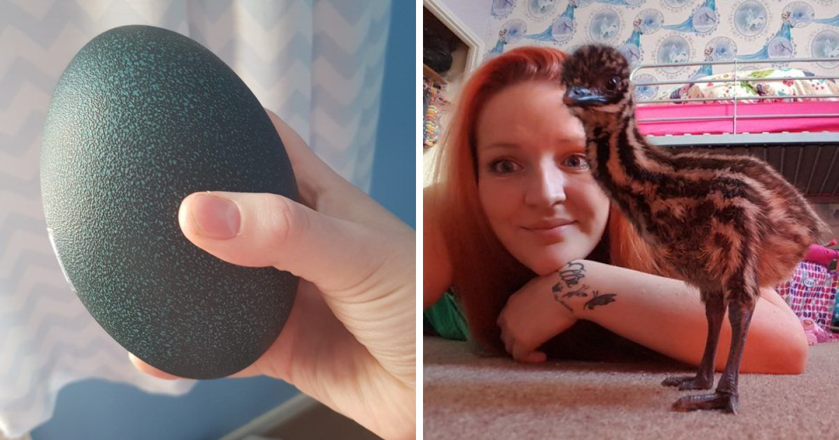 This Woman Bought An Egg On Ebay For 30 Now She Has An Exotic