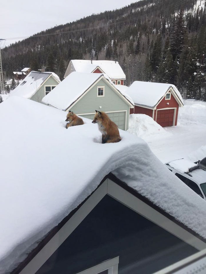 https://static.boredpanda.com/blog/wp-content/uploads/2017/01/fox-family-access-rooftop-snow-andy-carver-1.jpg