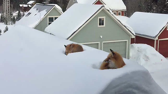https://static.boredpanda.com/blog/wp-content/uploads/2017/01/fox-family-access-rooftop-snow-andy-carver-3.jpg