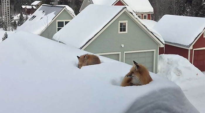 Guy Surprised to Find Two Foxes On His Roof, Then He Realizes How They Got There