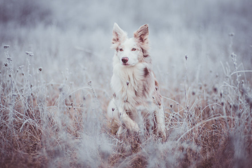 Meet Border Collie Cinni, One Of The Most Photogenic Adopted Dogs Ever