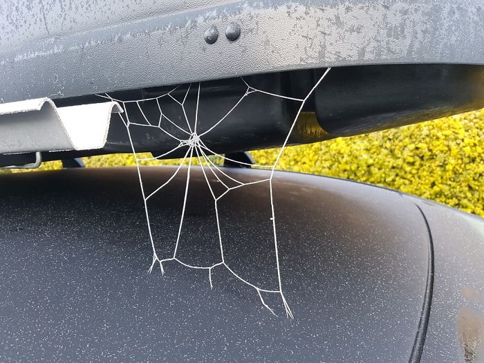 Found This Frosted Spiderweb On My Car This Morning