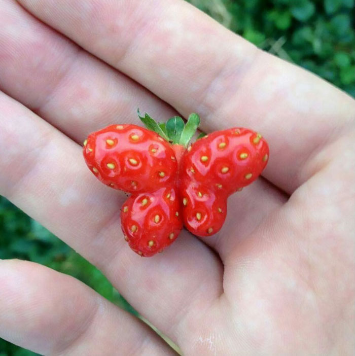 Here Is A Strawberry Shaped Like A Butterfly