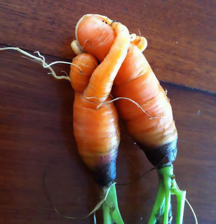 Found These Mother And Child Vegetables Sharing A Moment Together In My Garden