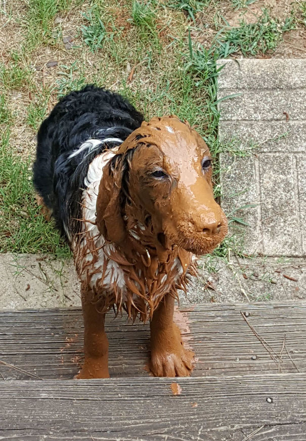 I See You're Muddy Pupper, And I Raise You Mine