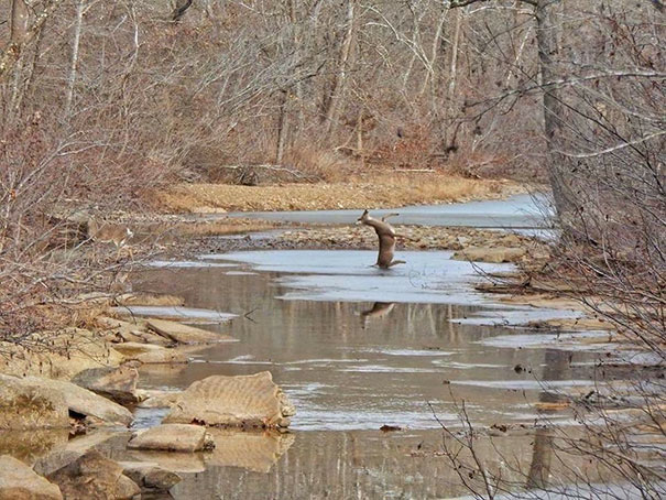 Photo My Mom Took Today. Deer Slipping On Ice