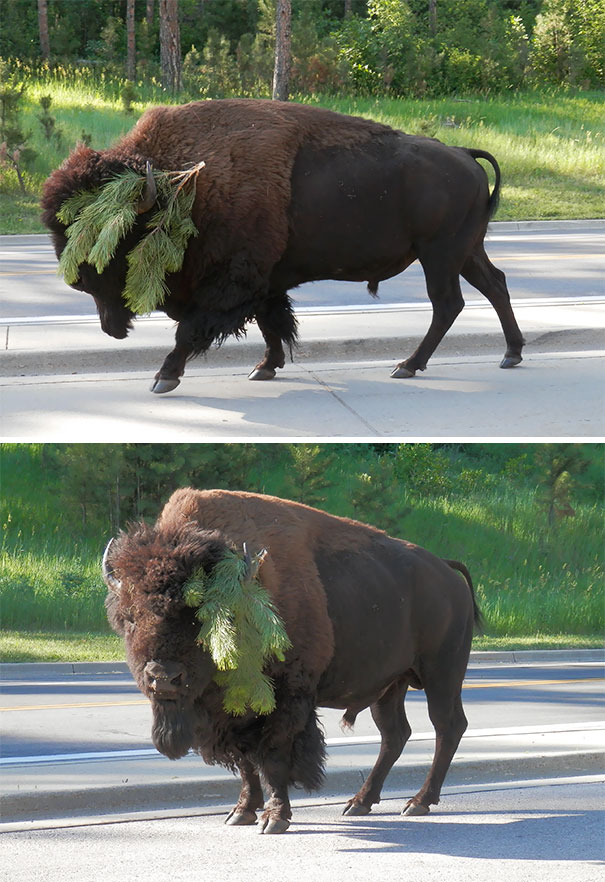 It’s Funny How The Buffalo Can Go From Majestic & A Little Scary To Completely Stupid-Looking In A Matter Of Seconds