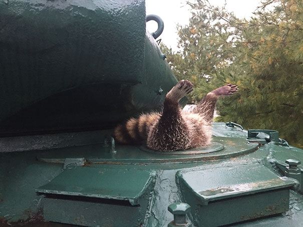 Raccoon Stuck In An Army Tank