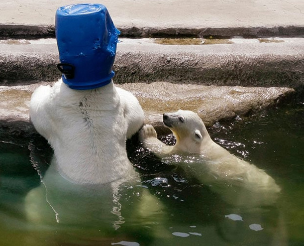 A Polar Bear Cub Looks At An Adult Polar Bear Resting With A Bucket On Its Head In The Cooling Waters Of A Pool