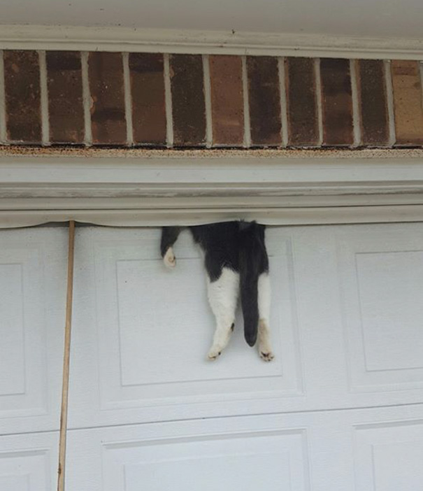 Cat Just Learned What Happens When You Sleep On The Garage Door (Don't Worry, He's Fine!)