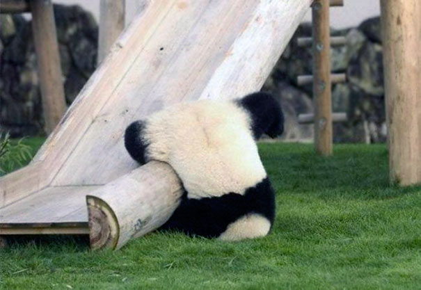 Pandas Probably Were Endangered For A Reason