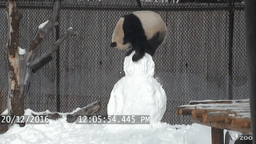Giant Panda Vs. Snowman