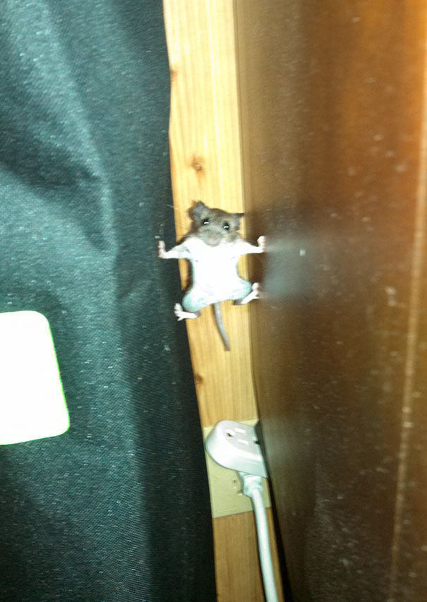 A Mouse That Went Into Mission Impossible Mode In My House