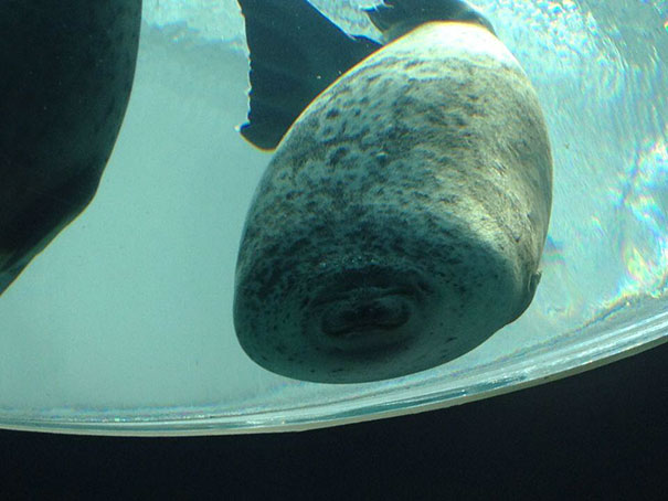 Just A Seal That Ran Into The Glass