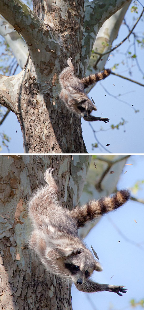 Confused Raccoon Escaping Out Of Zoo's Lemur Enclosure Where He Accidentally Broke In