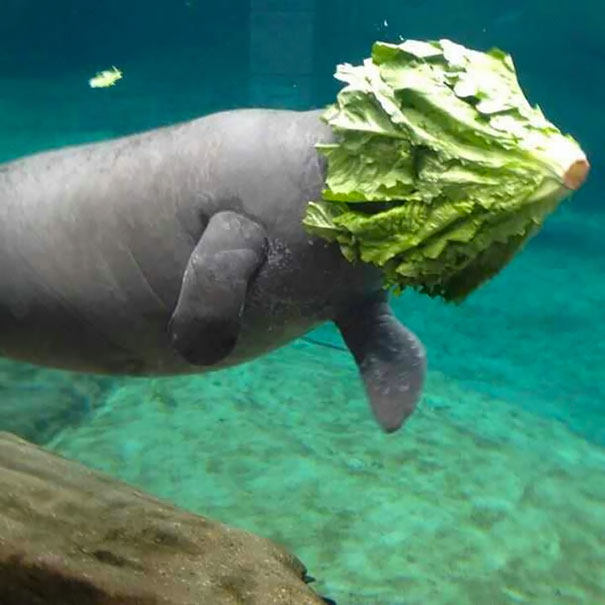 I Love Manatees Because They Are So Majestic