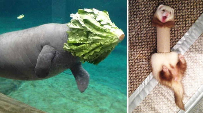 58 Of The Funniest Animal Fails Ever