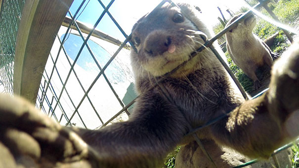 Self-Portrait By An Otter Named Musa In Washington Wetland Centre. It Used A GoPro Camera From An Press Association Photographer