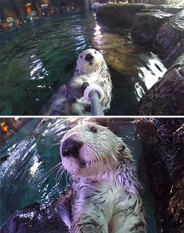 Charlie The Sea Otter Takes A Selfie In The Exhibit