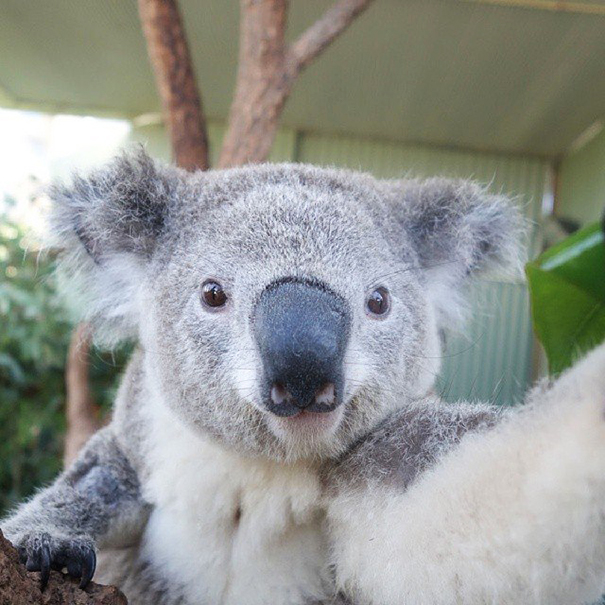 It’s An Instagram Koala Takeover!