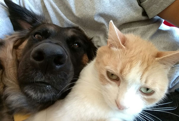 When My Dog Wants To Do A Selfie While My Cat Wants Nothing To Do With It