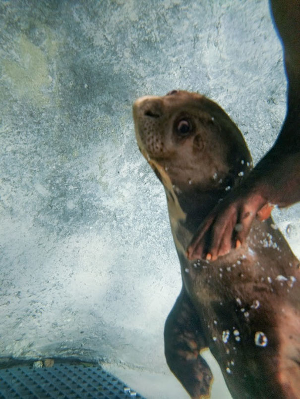 Seal Selfie