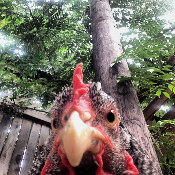 I Dropped My Phone And My Chicken Took A Selfie