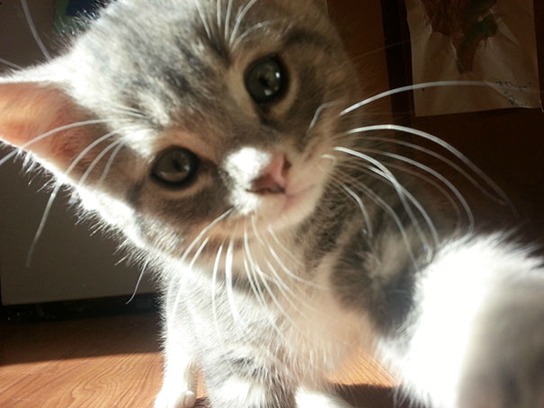 Kitten Selfie: The Very Best Kind Of Selfie