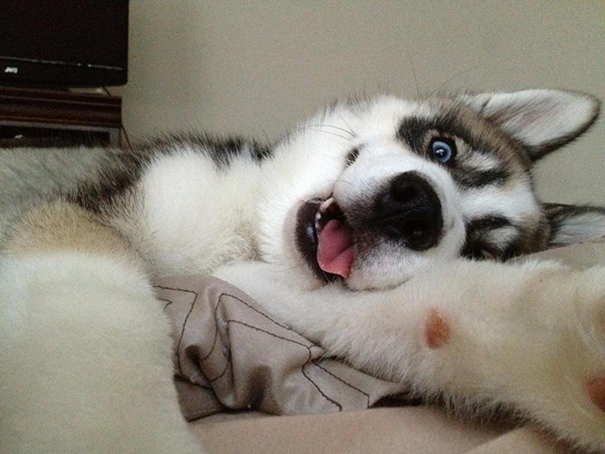 Caught Our Husky Taking Selfies In Bed