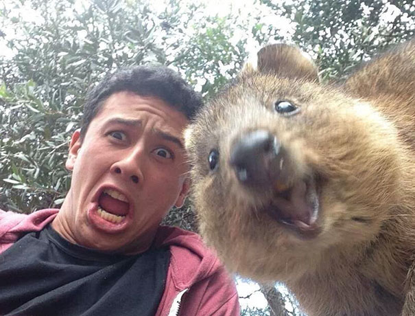 107 Animals Taking Selfies That Will Make You Smile | Bored Panda