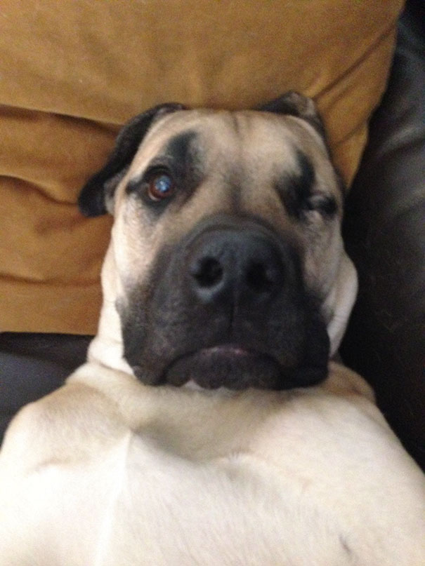 The Cutest, Most Awkward 100 Lbs One-Eye Boerboel Selfie You Will Probably Ever See