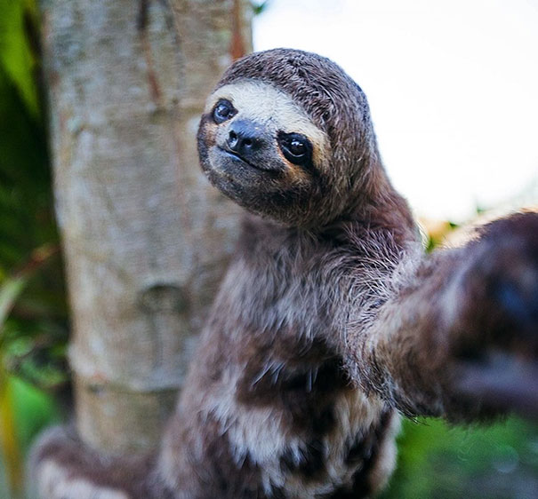 107 Animals Taking Selfies That Will Make You Smile | Bored Panda