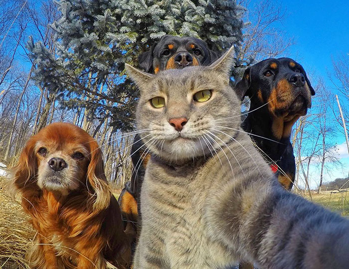 107 Animals Taking Selfies That Will Make You Smile