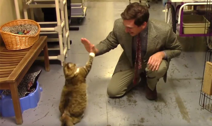 Este refugio de animales intentó hacer un anuncio de gatos con bajo presupuesto, y se volvió viral más allá de sus expectativas