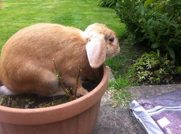 Told The Kids If The Rabbits Played Up They Were Going In The Pot. This Is Not What I Had In Mind!!