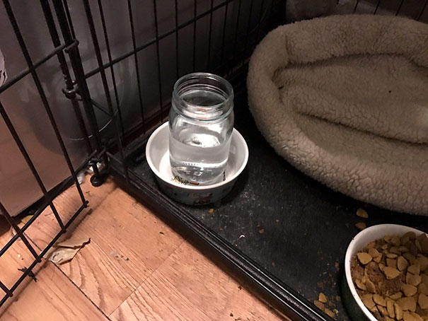 My Wife Asked My Son To Put A Jar Of Water In Our Dog's Bowl. Saw This A Few Hours Later. Mission Accomplished