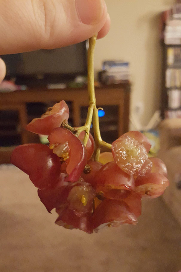 My Kid Said I Gave Her Too Many Grapes. I Said Just Eat Half Of Them