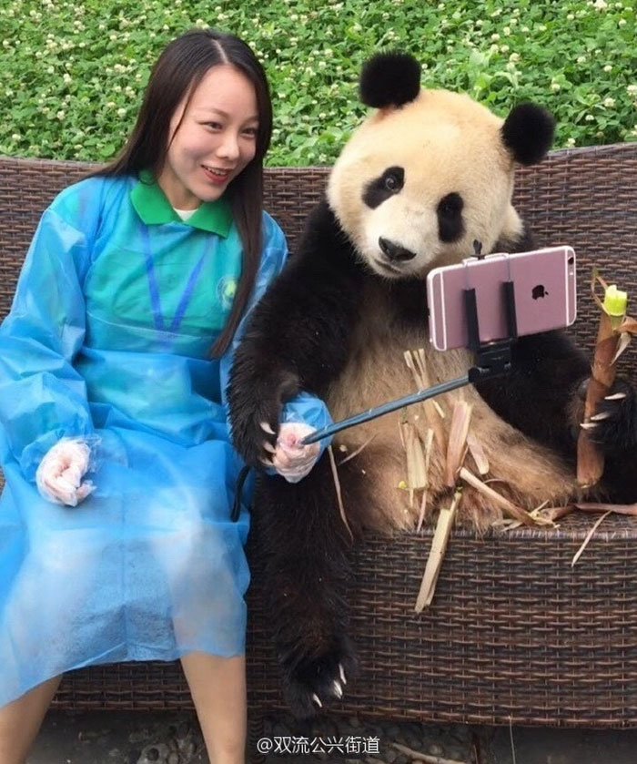 giant-panda-poses-tourist-selfie-2