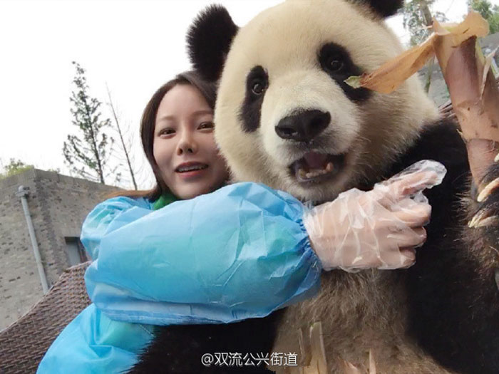 This Giant Panda Has Mastered The Selfie Game