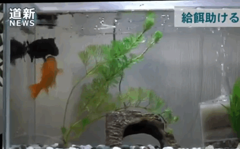 Goldfish Helps His Friend Who Is Too Sick To Swim And Eat, Shows That They Have Feelings Too