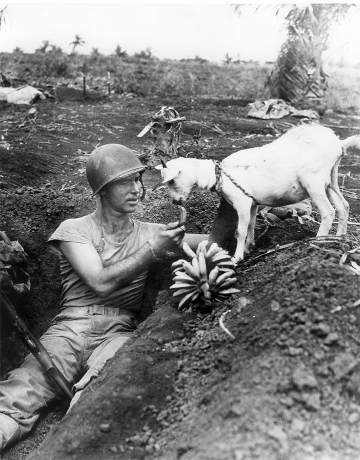 Soldier Shares A Banana With A Goat During The Battle Of Saipan, Ca. 1944