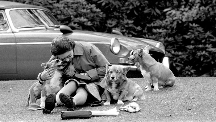 Queen Elizabeth With Her Much-Loved Corgis Watching The Royal Windsor Horse Show, 1973