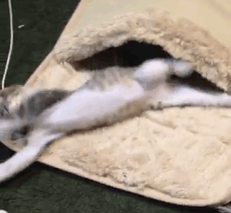 Kittens Discover A Heated Foot Warmer, And It Couldn't Get Any Cuter